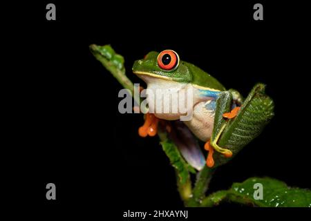 Agalychnis callidryas, oder besser bekannt als der Rotaugen-Baumfrosch, ist ein Baumhylid, der in den neototypischen Regenwäldern beheimatet ist Stockfoto