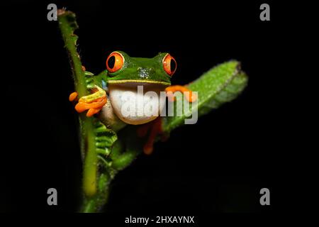 Agalychnis callidryas, oder besser bekannt als der Rotaugen-Baumfrosch, ist ein Baumhylid, der in den neototypischen Regenwäldern beheimatet ist Stockfoto