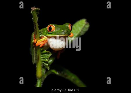 Agalychnis callidryas, oder besser bekannt als der Rotaugen-Baumfrosch, ist ein Baumhylid, der in den neototypischen Regenwäldern beheimatet ist Stockfoto