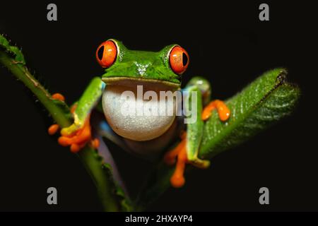 Agalychnis callidryas, oder besser bekannt als der Rotaugen-Baumfrosch, ist ein Baumhylid, der in den neototypischen Regenwäldern beheimatet ist Stockfoto