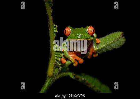 Agalychnis callidryas, oder besser bekannt als der Rotaugen-Baumfrosch, ist ein Baumhylid, der in den neototypischen Regenwäldern beheimatet ist Stockfoto