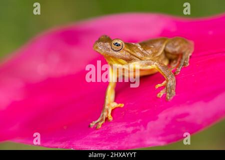 Mahagoni-Baumfrosch (Tlalocohyla loquax) ist eine Froschart aus der Familie Hylidae, die in Belize, Costa Rica, Guatemala, Honduras, Mexiko gefunden wird Stockfoto