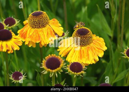 Honigbiene auf gelber/brauner Helenium 'Butterpat' (Sneezeweeds) Blume, die in den Grenzen des RHS Garden Harlow Carr, Harrogate, Yorkshire, Großbritannien, angebaut wird. Stockfoto