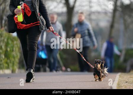 Hunde, die am zweiten Tag der Crufts Dog Show im Birmingham National Exhibition Centre (NEC) ankommen. Bilddatum: Freitag, 11. März 2022. Stockfoto