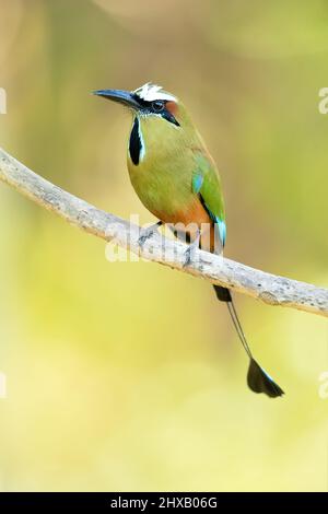 Der türkisfarbene Motmot (Eumomota superciliosa), auch bekannt als Torogoz, ist ein farbenfroher, mittelgroßer Vogel der Motmot-Familie Stockfoto