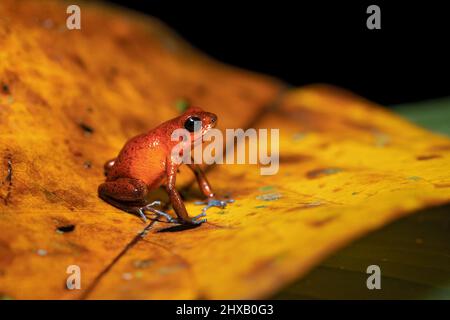 Der Erdbeergiftfrosch oder Erdbeergiftpfeilfrosch (Oophaga pumilio, früher Dendrobates pumilio) ist eine Art von kleinen Giftpfeilfrosch Stockfoto