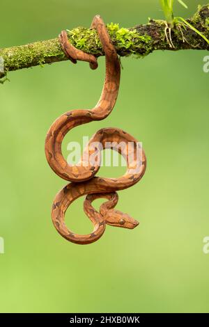 Corallus annulatus ist eine nicht giftige Boa-Art, die in Mittel- und Südamerika gefunden wird. Stockfoto