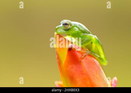 Allgemein bekannt als der Smaragd-Glasfrosch oder Nicaragua riesigen Glasfrosch. Stockfoto