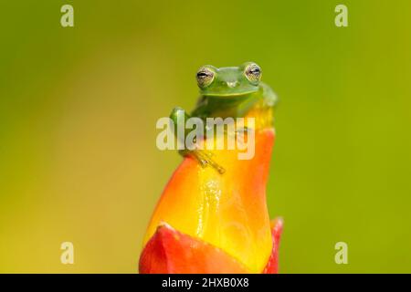 Allgemein bekannt als der Smaragd-Glasfrosch oder Nicaragua riesigen Glasfrosch. Stockfoto