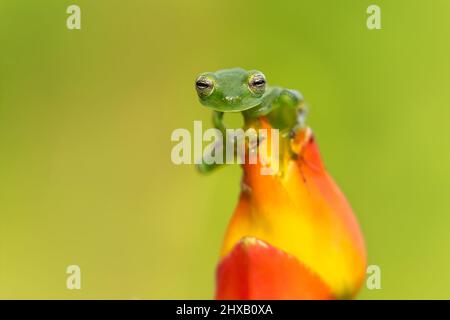 Allgemein bekannt als der Smaragd-Glasfrosch oder Nicaragua riesigen Glasfrosch. Stockfoto