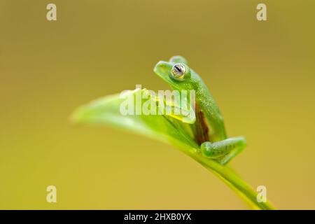 Allgemein bekannt als der Smaragd-Glasfrosch oder Nicaragua riesigen Glasfrosch. Stockfoto