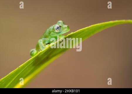 Allgemein bekannt als der Smaragd-Glasfrosch oder Nicaragua riesigen Glasfrosch. Stockfoto