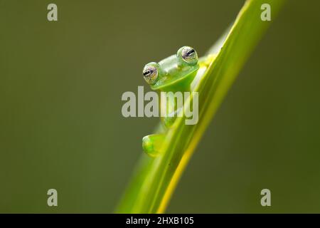 Allgemein bekannt als der Smaragd-Glasfrosch oder Nicaragua riesigen Glasfrosch. Stockfoto