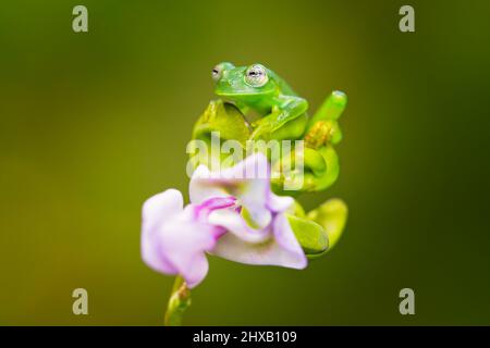 Allgemein bekannt als der Smaragd-Glasfrosch oder Nicaragua riesigen Glasfrosch. Stockfoto