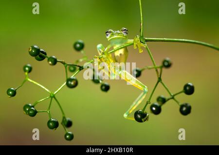 Sachatamia albomaculata ist eine Froschart aus der Familie der Centrolenidae. Es wird in Honduras, Costa Rica, Panama, im Westen Kolumbiens gefunden Stockfoto