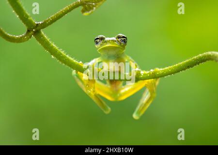 Sachatamia albomaculata ist eine Froschart aus der Familie der Centrolenidae. Es wird in Honduras, Costa Rica, Panama, im Westen Kolumbiens gefunden Stockfoto