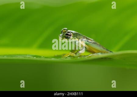 Sachatamia albomaculata ist eine Froschart aus der Familie der Centrolenidae. Es wird in Honduras, Costa Rica, Panama, im Westen Kolumbiens gefunden Stockfoto