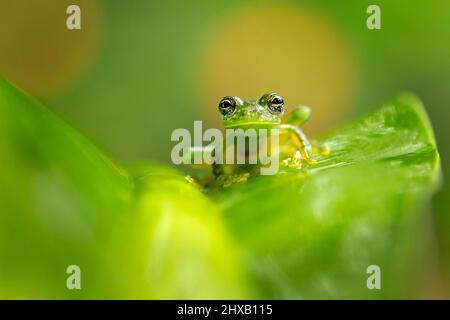 Sachatamia albomaculata ist eine Froschart aus der Familie der Centrolenidae. Es wird in Honduras, Costa Rica, Panama, im Westen Kolumbiens gefunden Stockfoto