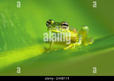 Sachatamia albomaculata ist eine Froschart aus der Familie der Centrolenidae. Es wird in Honduras, Costa Rica, Panama, im Westen Kolumbiens gefunden Stockfoto