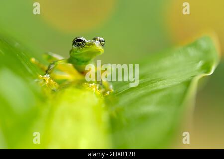 Sachatamia albomaculata ist eine Froschart aus der Familie der Centrolenidae. Es wird in Honduras, Costa Rica, Panama, im Westen Kolumbiens gefunden Stockfoto