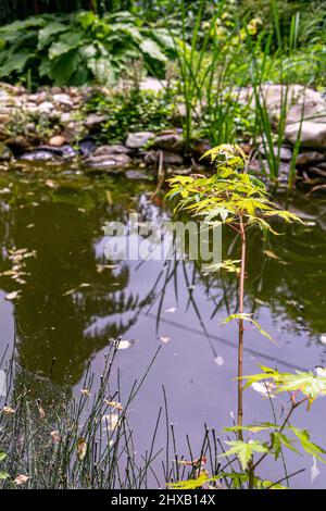Kleiner Teich in einem japanischen Garten Stockfoto