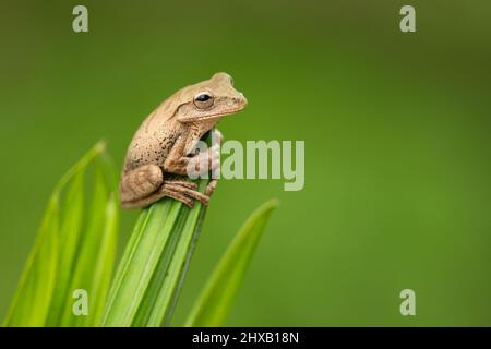 Panamakreuzfrosch (Smilisca sila) ist eine Froschart aus der Familie Hylidae, die in der feuchten pazifischen Tiefebene von Costa Rica gefunden wird Stockfoto