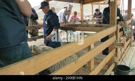 Baikal, Russland - 14 2019. Juni: Burjat National Sport Shearer Scheren Schafe auf der landwirtschaftlichen Show im Wettbewerb. Sacred Mount Yehe Erdo, der Veranstaltungsort von Stockfoto