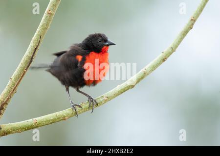 Rotbrustlerche Stockfoto