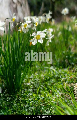 Frühling Blumen in voller Blüte. Stockfoto