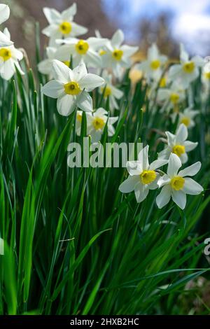 Frühling Blumen in voller Blüte. Stockfoto