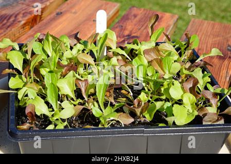 Schneiden und kommen wieder Salatkeimlinge in einem Samenbehälter, Staffordshire, England, Großbritannien, Europa. Stockfoto