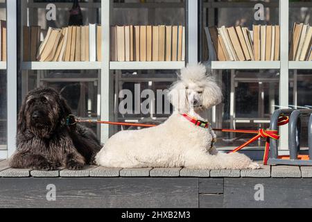 Schwarzer Terrier und königlicher Pudel auf der Straße im Park Stockfoto