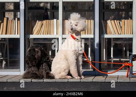 Schwarzer Terrier und königlicher Pudel auf der Straße im Park Stockfoto