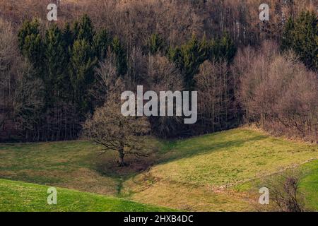 Ein dunkler winterlicher Wald im Hintergrund vor einer Weide auf einer Waldlichtung Stockfoto