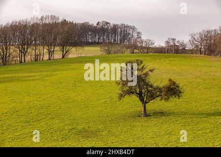 Ein einzelner Obstbaum ragt auf einer grünen Wiese an einem Hang hervor Stockfoto