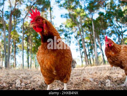 Free Range ISA Brown Chicken Stockfoto