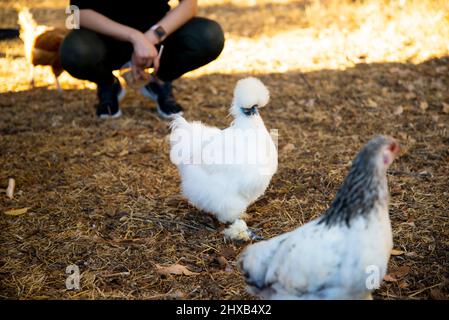 Ein freies Seidenhühnchen Stockfoto