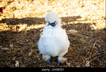 Ein freies Seidenhühnchen Stockfoto