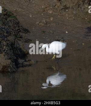 Silberreiher mit Spiegeljagd Stockfoto