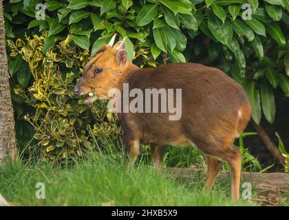 Kidderminster, Großbritannien. 11.. März 2022. Wetter in Großbritannien: In den Midlands ist es am frühen Morgen sonnig, und dieser freche Muntjac-Hirsch ist in einen lokalen, städtischen Garten gewandert, um ein kostenloses Frühstück zu genießen, während die Sonne anhält, was nicht lange dauern wird! Kredit: Lee Hudson/Alamy Live Nachrichten Stockfoto