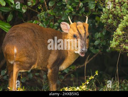 Kidderminster, Großbritannien. 11.. März 2022. Wetter in Großbritannien: In den Midlands ist es am frühen Morgen sonnig, und dieser freche Muntjac-Hirsch ist in einen lokalen, städtischen Garten gewandert, um ein kostenloses Frühstück zu genießen, während die Sonne anhält, was nicht lange dauern wird! Kredit: Lee Hudson/Alamy Live Nachrichten Stockfoto