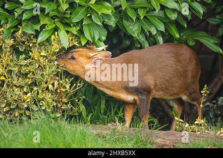 Kidderminster, Großbritannien. 11.. März 2022. Wetter in Großbritannien: In den Midlands ist es am frühen Morgen sonnig, und dieser freche Muntjac-Hirsch ist in einen lokalen, städtischen Garten gewandert, um ein kostenloses Frühstück zu genießen, während die Sonne anhält, was nicht lange dauern wird! Kredit: Lee Hudson/Alamy Live Nachrichten Stockfoto