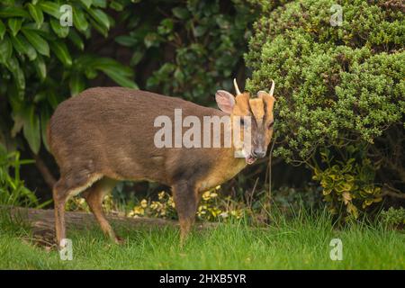 Kidderminster, Großbritannien. 11.. März 2022. Wetter in Großbritannien: In den Midlands ist es am frühen Morgen sonnig, und dieser freche Muntjac-Hirsch ist in einen lokalen, städtischen Garten gewandert, um ein kostenloses Frühstück zu genießen, während die Sonne anhält, was nicht lange dauern wird! Kredit: Lee Hudson/Alamy Live Nachrichten Stockfoto