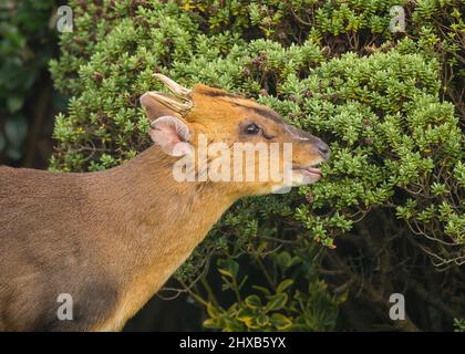 Kidderminster, Großbritannien. 11.. März 2022. Wetter in Großbritannien: In den Midlands ist es am frühen Morgen sonnig, und dieser freche Muntjac-Hirsch ist in einen lokalen, städtischen Garten gewandert, um ein kostenloses Frühstück zu genießen, während die Sonne anhält, was nicht lange dauern wird! Kredit: Lee Hudson/Alamy Live Nachrichten Stockfoto