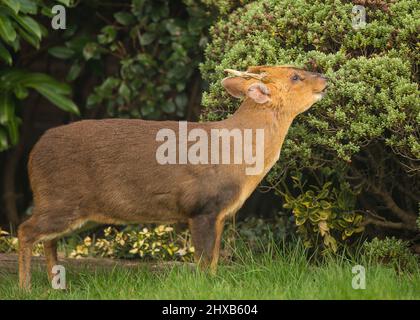 Kidderminster, Großbritannien. 11.. März 2022. Wetter in Großbritannien: In den Midlands ist es am frühen Morgen sonnig, und dieser freche Muntjac-Hirsch ist in einen lokalen, städtischen Garten gewandert, um ein kostenloses Frühstück zu genießen, während die Sonne anhält, was nicht lange dauern wird! Kredit: Lee Hudson/Alamy Live Nachrichten Stockfoto