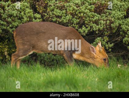 Kidderminster, Großbritannien. 11.. März 2022. Wetter in Großbritannien: In den Midlands ist es am frühen Morgen sonnig, und dieser freche Muntjac-Hirsch ist in einen lokalen, städtischen Garten gewandert, um ein kostenloses Frühstück zu genießen, während die Sonne anhält, was nicht lange dauern wird! Kredit: Lee Hudson/Alamy Live Nachrichten Stockfoto