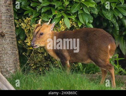 Kidderminster, Großbritannien. 11.. März 2022. Wetter in Großbritannien: In den Midlands herrscht am frühen Morgen Sonnenschein, und dieser freche Muntjac-Hirsch ist in einen lokalen, städtischen Garten gewandert, um ein kostenloses Frühstück zu genießen, während die Sonne anhält, was nicht lange dauern wird. Kredit: Lee Hudson/Alamy Live Nachrichten Stockfoto