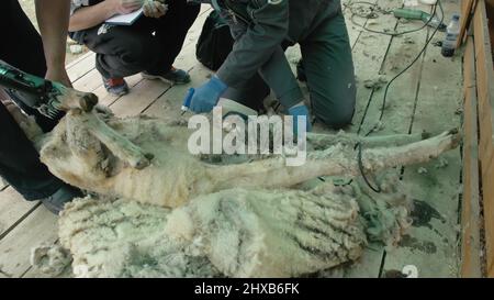 Baikal, Russland - 14 2019. Juni: Burjat National Sport Shearer Scheren Schafe auf der landwirtschaftlichen Show im Wettbewerb. Sacred Mount Yehe Erdo, der Veranstaltungsort von Stockfoto