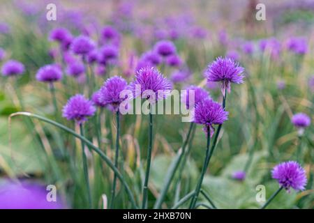 Violetter Alpenschnäppich, der auf den Bergwiesen wächst. Stockfoto