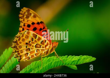 Nahaufnahme eines erstaunlichen Schmetterlings erstaunliche Bild von indischen fritillären Männchen (argynnis hyperbius) Schmetterling. Stockfoto